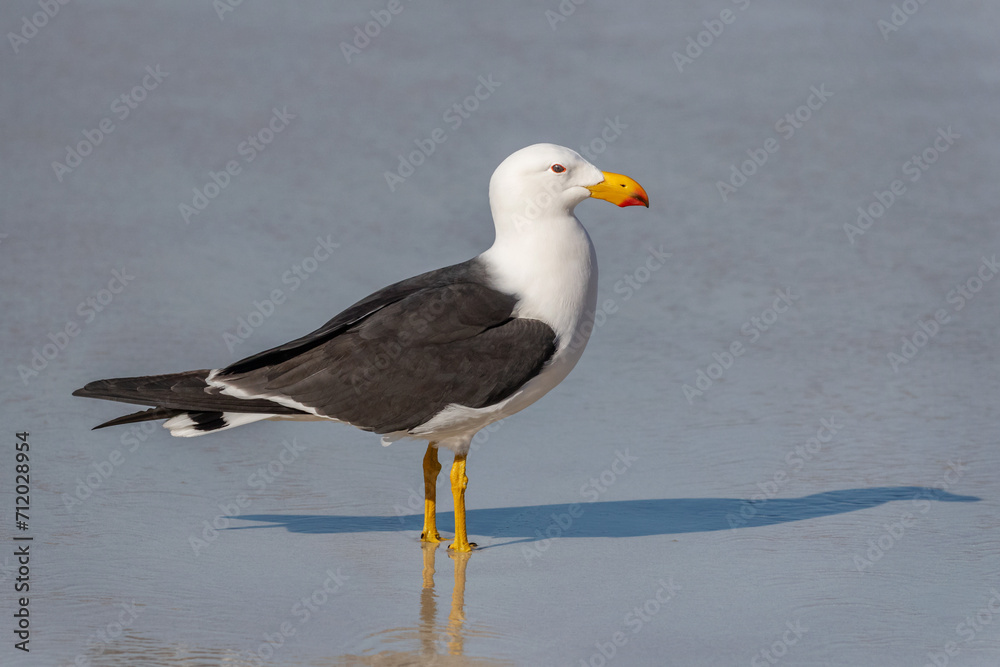 Adult Pacific Gull (Larus pacificus) at Fourth Beach, Esperance, Western Australia Adult Pacific Gull (Larus pacificus) at Fourth Beach, Esperance, Western Australia