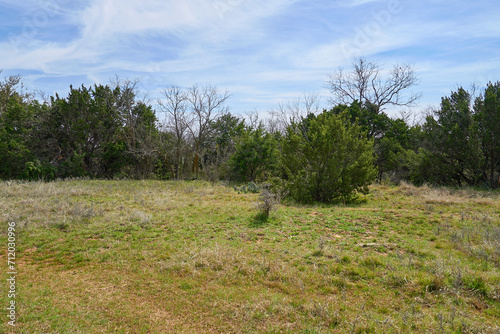 West Texas Mesquite Forest Landscape.