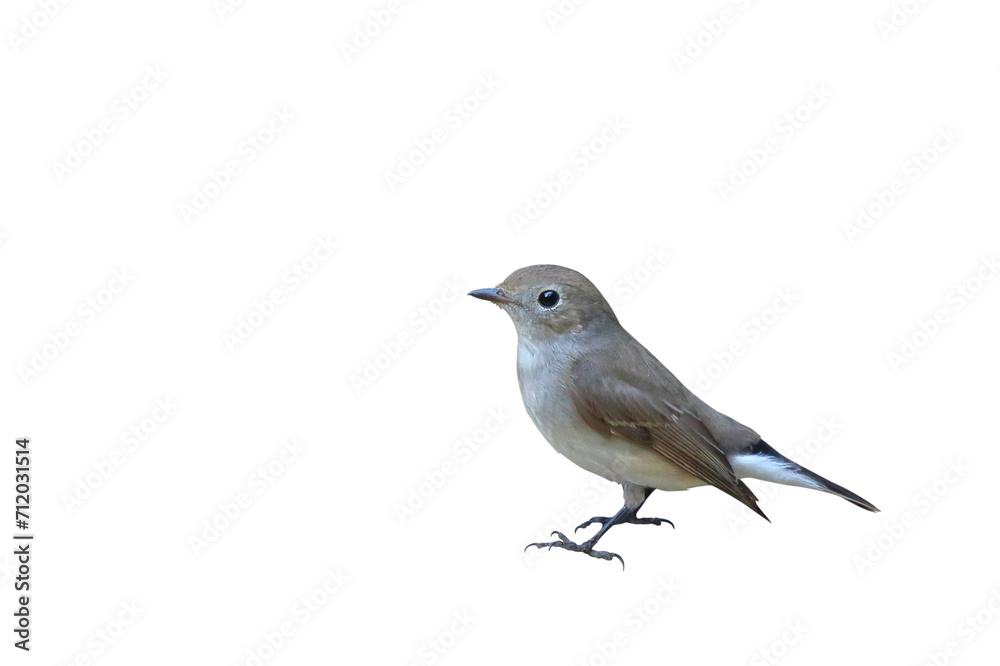 Beautiful Taiga flycatcher bird isolated on transparent background png file