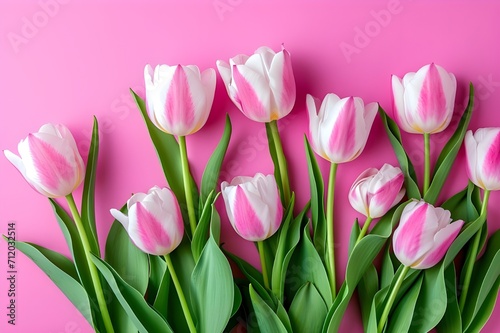 pink tulips are on pink background