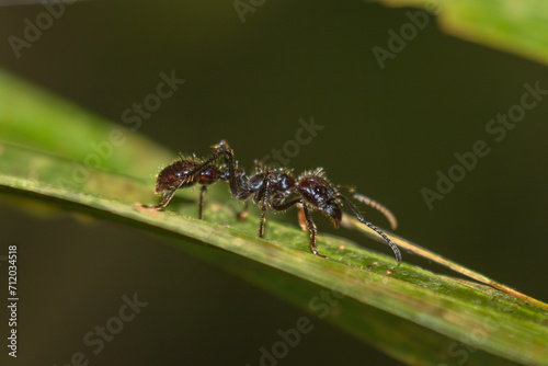 Bullet Ant (Paraponera clavata) on Leaf at La Selva Biological Station, Costa Rica © Natalia Kuzmina