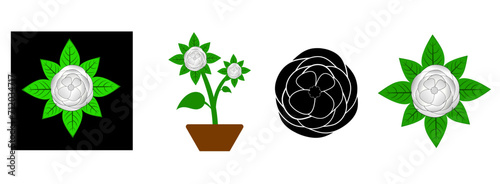 gardenia flowers set, bud and leaves. Cosmetic, perfumery and medical plant. Vector hand drawn illustration