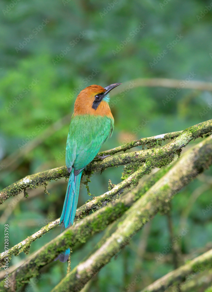 The broad-billed motmot (Electron platyrhynchum) in a tropical rainforest, Costa Rica The broad-billed motmot (Electron platyrhynchum) in a tropical rainforest, Costa Rica