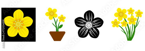 Buttercup flower set , Buttercup flowers for botanic books. Set of hand-drawn yellow wildflowers. Ranunculus, crowfoot.vector illustration 