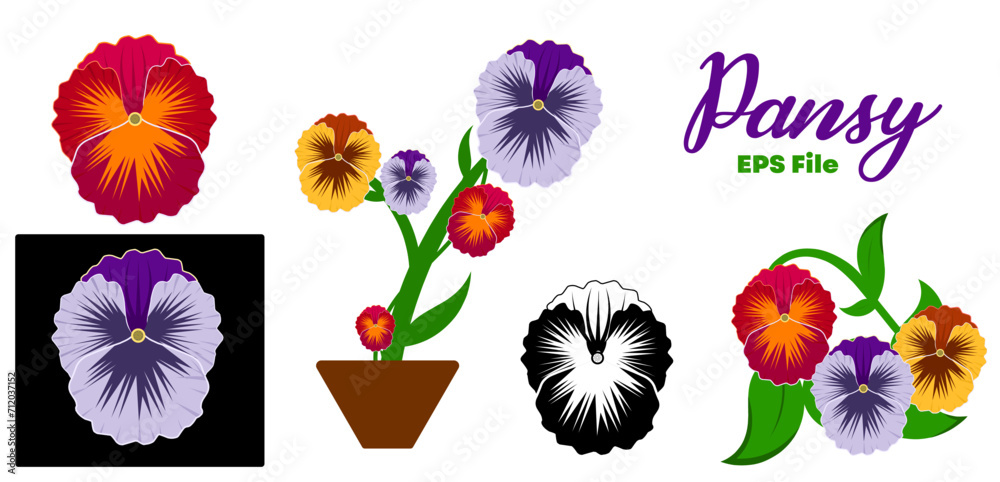 Pansy flower set , Hand drawn vector illustration of garden varieties of Viola tricolor on white background, Pansy flower set , Hand drawn vector illustration of garden varieties of Viola tricolor on white background,