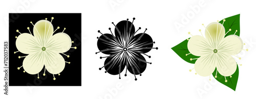 Myrtle flower set, Myrtus communis, medicinal plant. vector illustration