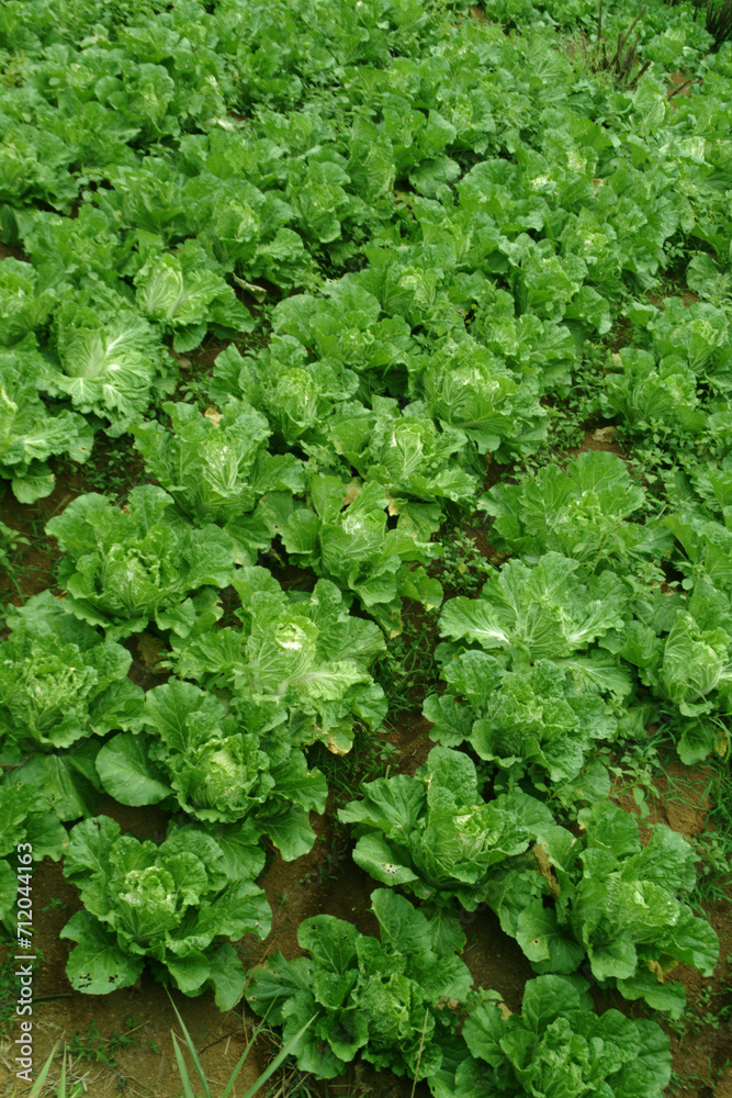 Rows of lettuce growing on a farm Rows of lettuce growing on a farm