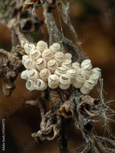 P7150311 recently hatched eggs of a shield bug, Chlorochroa ligata, cECP 2023 photo