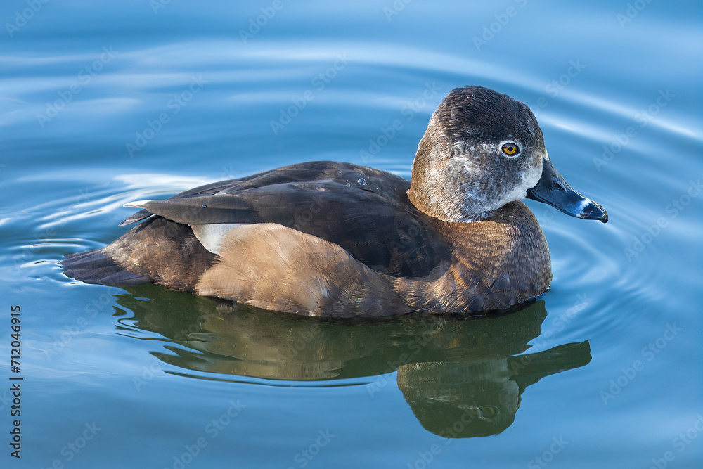 Fototapeta premium Ring-necked duck female swimming at Stow Lake, San Francisco.