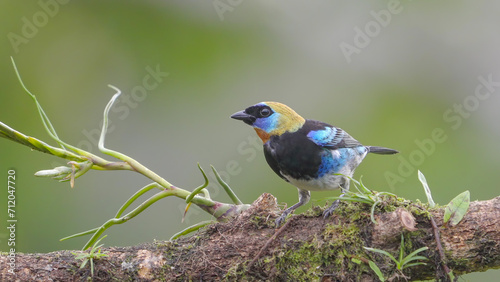 golden-hooded tanager perched on a branch