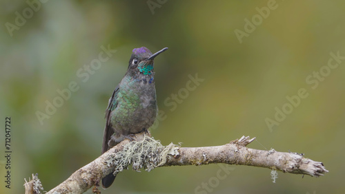 a talamanca hummingbird and its brightly colored throat