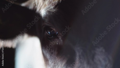 Black Angus cow in old stable 3