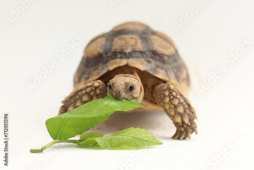 Cute small baby African Sulcata Tortoise in front of white background, African spurred tortoise isolated white background studio lighting,Cute animal