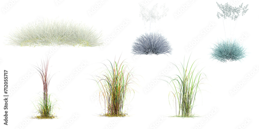 3d illustration of set Andropogon,Wild field grass,Blue Festuca Grass isolated on white background 3d illustration of set Andropogon,Wild field grass,Blue Festuca Grass isolated on white background