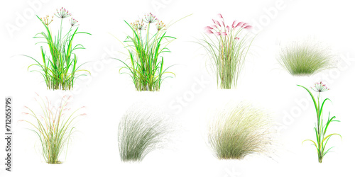 3d illustration of set Paper reed Fountain grass Green grass isolated on white background stock photo