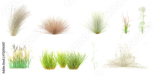 Chinese silver grass,Vetiver,Needle grasses,Lawn Grass,Red Baron Grass isolated on white background