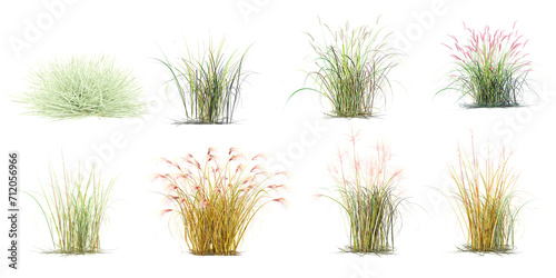 Common baby's-breath,Chinese silver grass,Herbaceous,Encapsulated Grass Family transparent background PNG clipart