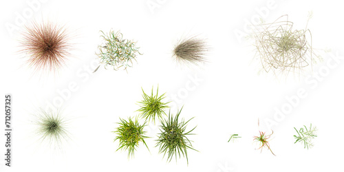 From the top view of Chinese silver grass,Vetiver,Needle grasses,Lawn Grass,Red Baron Grass isolated on white background