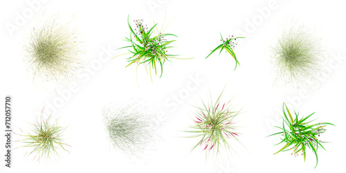 From the top view of set Paper reed,Fountain grass,Green grass isolated on white background stock photo