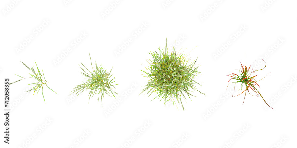 Isolated  Chinese silver grass,Decorative Grass Bushes on a white background from top view