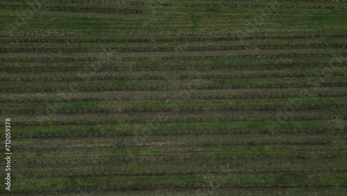 Aerial View of Pugnac Vineyards, Bordeaux - aerial top down view photo