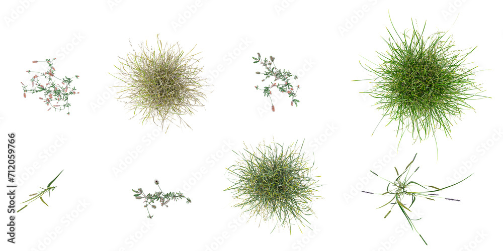 Realistic blades of green grasses set with flower clover,Rhanterium epapposum,Fountain Grass isolated on white background vector illustration from top view Realistic blades of green grasses set with flower clover,Rhanterium epapposum,Fountain Grass isolated on white background vector illustration from top view