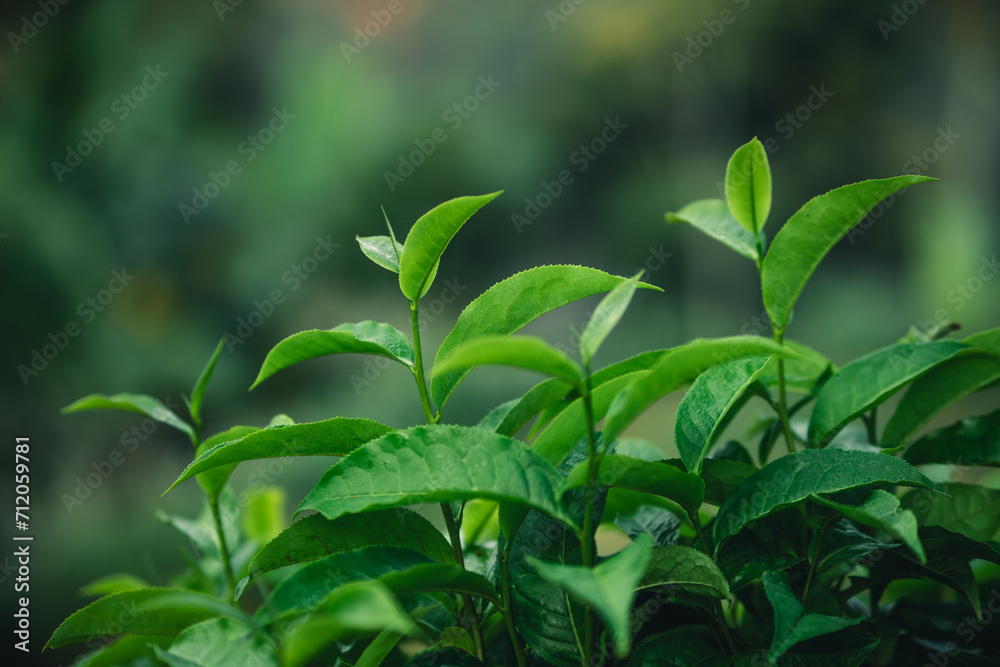 Fresh green tea leaf shoots in nature Fresh green tea leaf shoots in nature