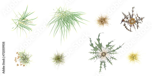 set of Common eel grass, Natural Brown Pavonia Dry Grass and bush with alpha mask, 3d rendering, for digital composition  photo