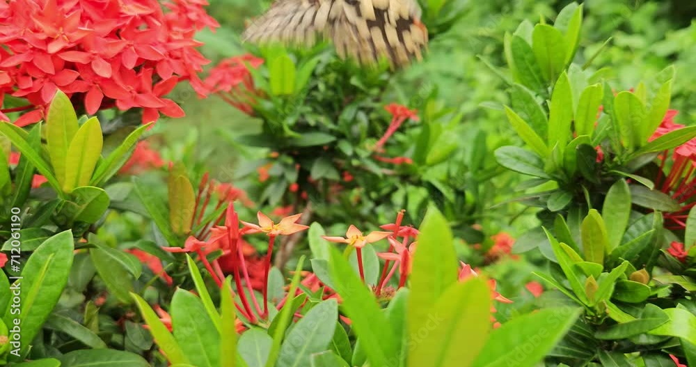 Butterfly Feeding on Nectar in Garden Oasis. India