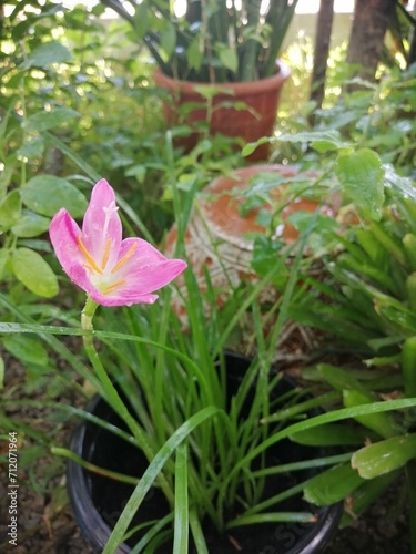 Pink Rain Lily in garden