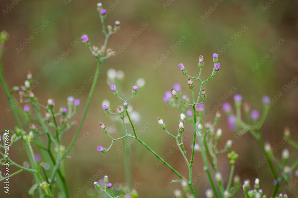 Emilia sonchifolia, also known as lilac tasselflower or cupid's shaving brush, is a tropical flowering species of tasselflower in the sunflower family Emilia sonchifolia, also known as lilac tasselflower or cupid's shaving brush, is a tropical flowering species of tasselflower in the sunflower family