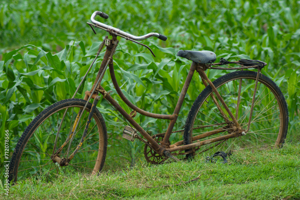 an old bicycle parked at the edge of a cornfield