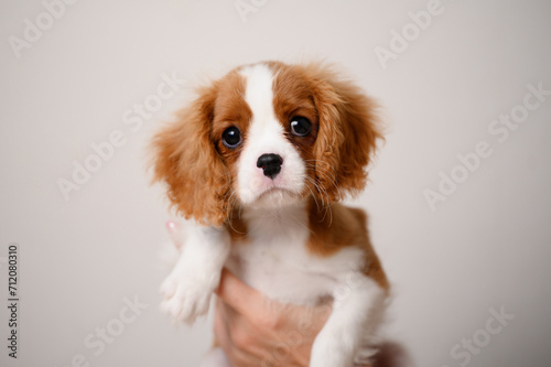Cute Cavalier King Charles Spaniel puppy in the hands of a dog breeder, showing the puppy to the new owner, close-up