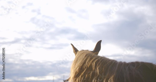 Back portrait of a horse with golden mane looking away in bright cloudy sky