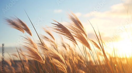 太陽と風に揺れる金色のススキの穂、自然の風景 photo