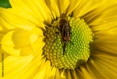 Detail of a bee on a large yellow flower. © Denis