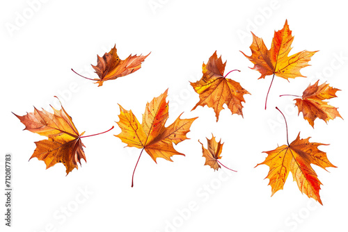 Isolated Autumn Maple Leaves