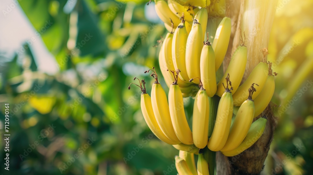 Banana tree with bunch of growing ripe yellow bananas. Banana tree with bunch of growing ripe yellow bananas.