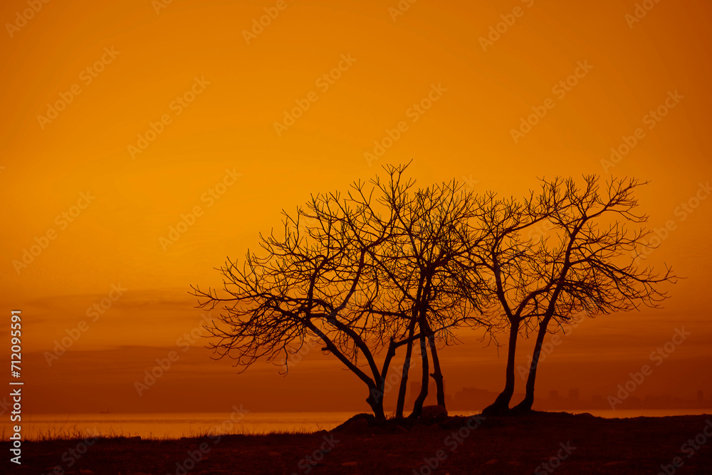 winter landscape with black silhouettes of trees on Black sea shore, tree trunks near water, evening yellow orange sunset and sun reflection. Minimalism Japanese style. Winter seoason. Batumi, Georgia