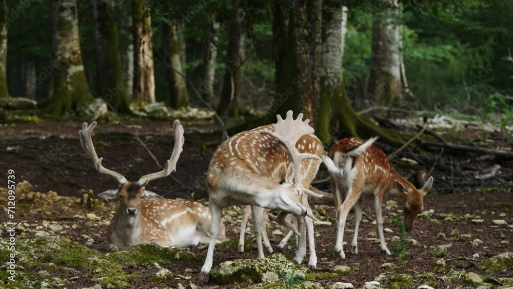 Fallow deer herd in natural environment. Female and male. Deer Dama dama. Vision Park in Auberive region, France. Slow motion Fallow deer herd in natural environment. Female and male. Deer Dama dama. Vision Park in Auberive region, France. Slow motion
