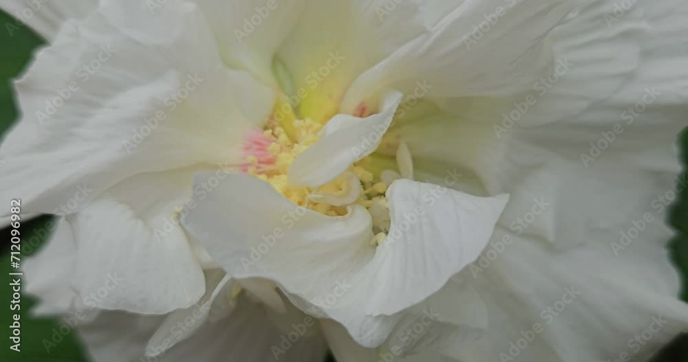 Delicate pink and white cotton rose flower on a flowering summer garden. Pastel pink or white blooms. Gardening, horticulture, floriculture, plants, flowers Beautiful floral wallpaper. Delicate pink and white cotton rose flower on a flowering summer garden. Pastel pink or white blooms. Gardening, horticulture, floriculture, plants, flowers Beautiful floral wallpaper.