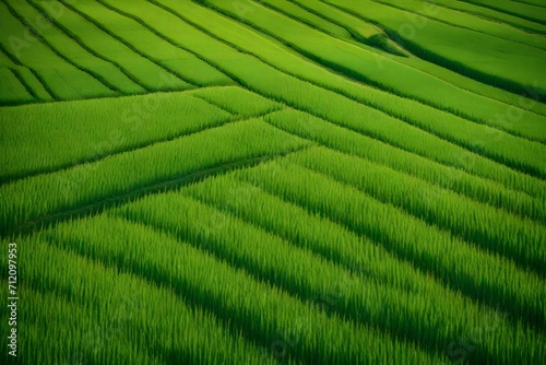 Picture the poetry of agriculture   a field dressed in the vibrant green attire of flourishing wheat ears. Immaculate lighting adds a touch of perfection to the super