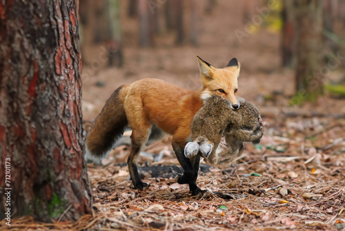 Foto Holding a rabbit in her mouth in a forest