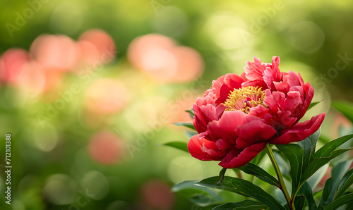 Red Peony Flower Head Full Bloom  Generative AI