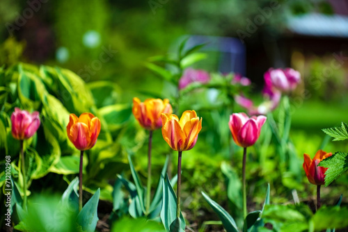 nice tulips in the garden