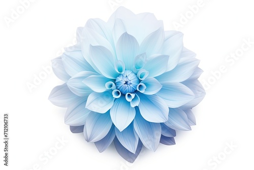 Closeup of a big shaggy Dahlia flower on a white background isolated with a clipping path for design purposes