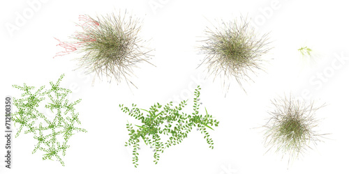 Top view of Silvergrass,Garden cress,Lygeum with transparent background, 3D rendering, for illustration, digital composition, architecture visualization