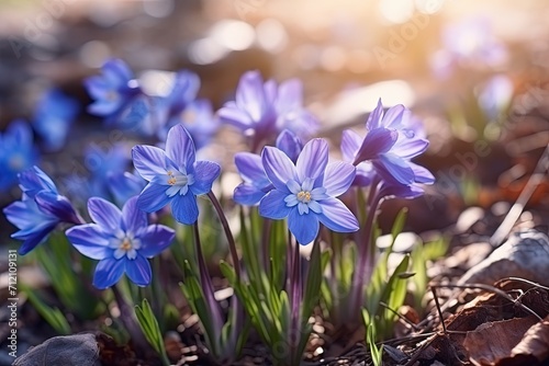 High quality spring photo featuring blue scylla flowers with a blurry background