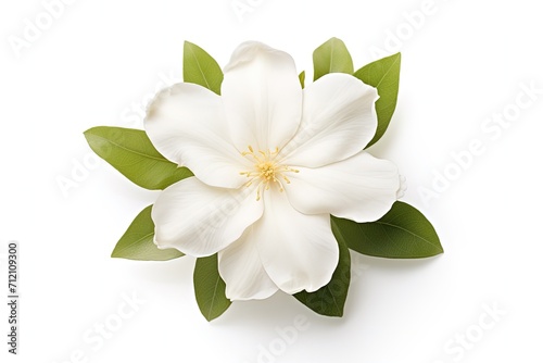 isolated white jasmine bloom © VolumeThings