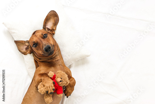 A funny dachshund lies on white bedding with a toy in the form of a bear cub.